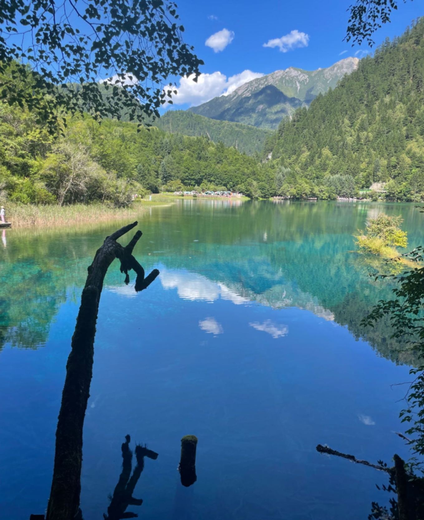 Tree branches in the lake with calcified coating
