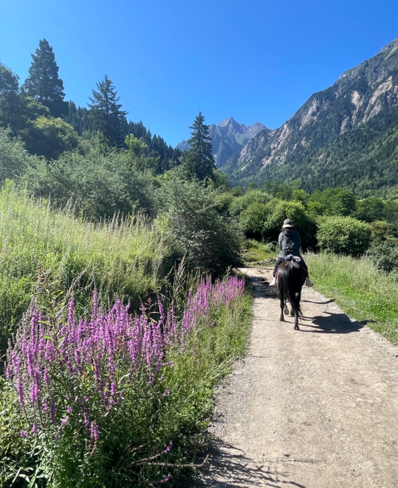 Wildflowers resembling lavender along the roadside in Zhongcha Valley