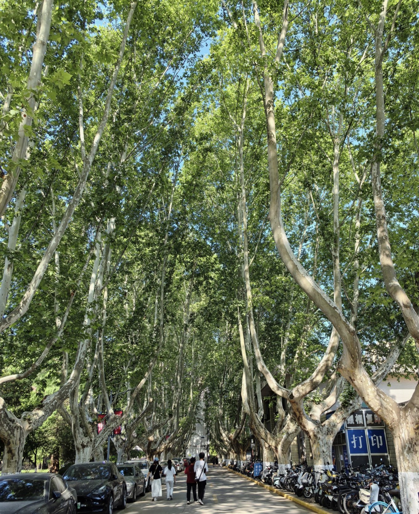 French plane trees providing shade on a hot day at XJTU