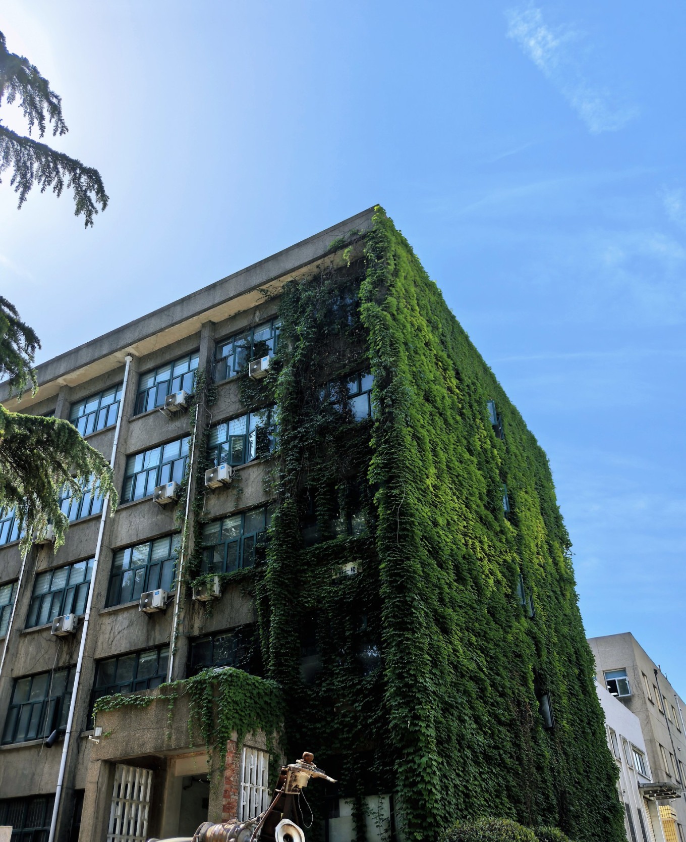 Ivy-covered wall on XJTU campus
