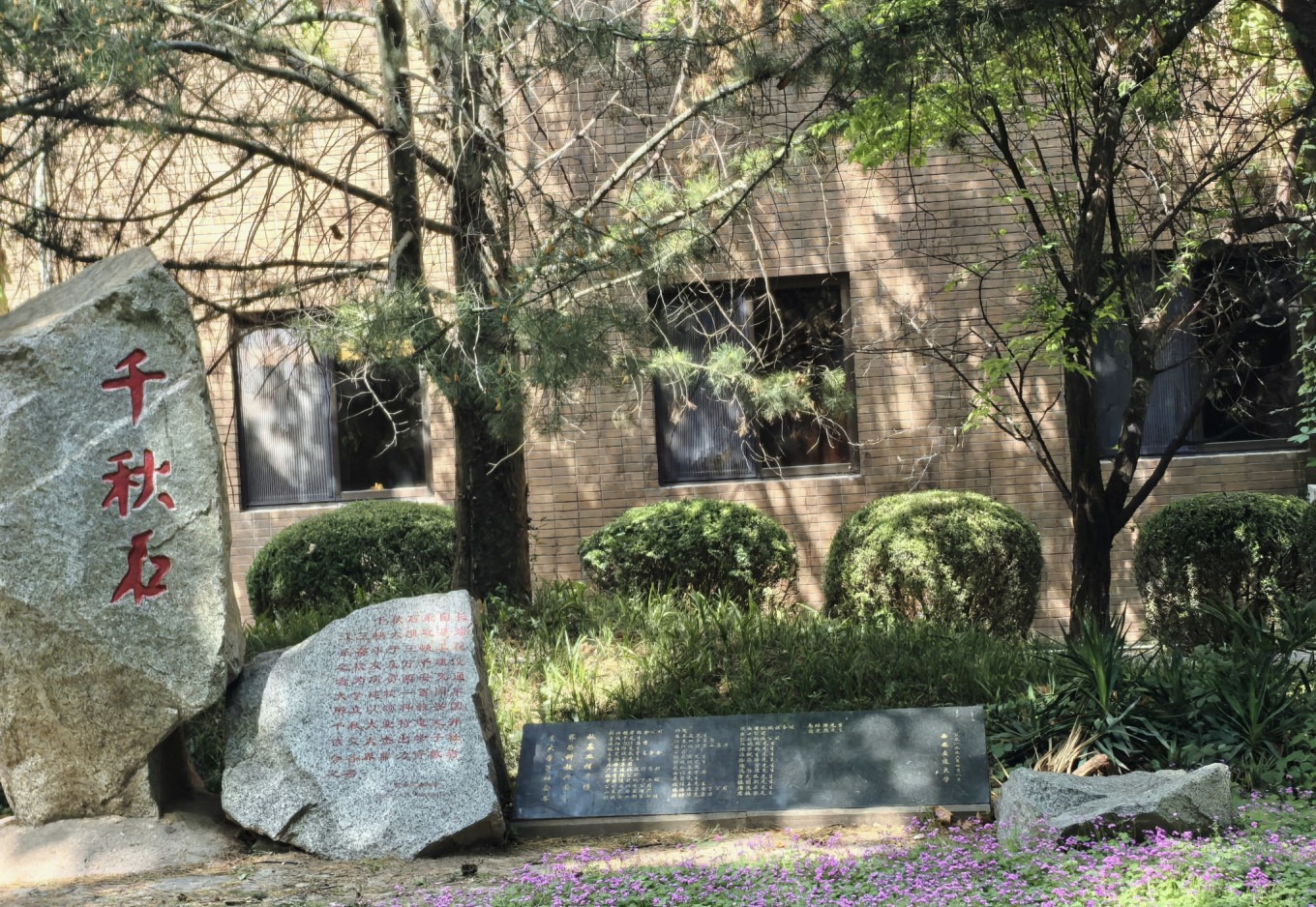 Morning reading spot with pine trees and rocks at XJTU